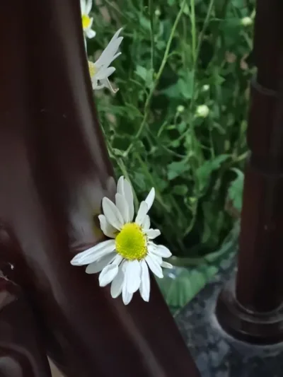 May's Cottage – 照片 8