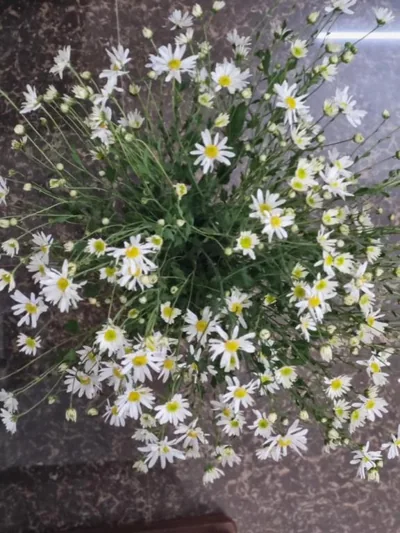 May's Cottage – 照片 9